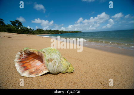 Shell on beach Masoala Madagascar Stock Photo