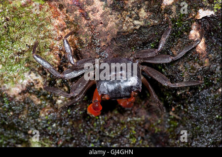Forest Crab Gecarcinidae sp. Madagascar Stock Photo