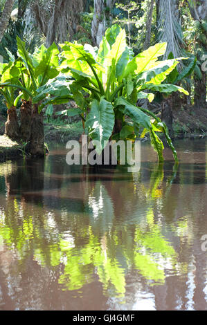 Elephant Ear Plant Colocasia sp Madagascar Stock Photo