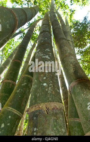 Giant Bamboo Cathariostachys madagascariensis Madagascar Stock Photo