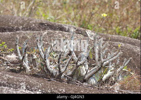 Elephant's foot plant Pachypodium gracilis Madagascar Stock Photo