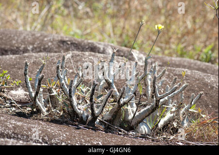 Elephant's foot plant Pachypodium gracilis Madagascar Stock Photo