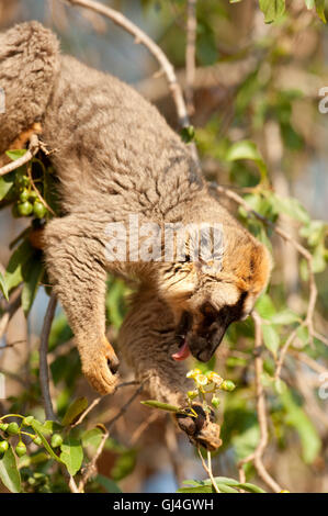 Red-fronted lemur Eulemur rufifrons Madagascar Stock Photo