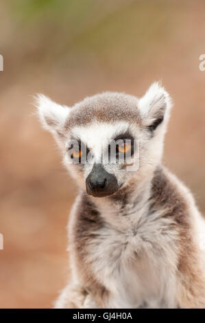 Ring Tailed Lemur Lemur catta Madagascar Stock Photo