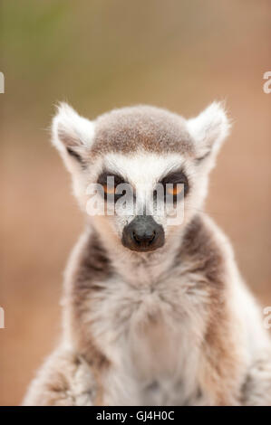 Ring Tailed Lemur Lemur catta Madagascar Stock Photo