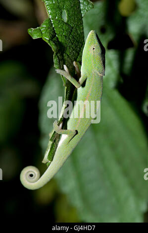 Glaw's Chameleon (Calumma glawi) in Ranomafana National Park Stock ...