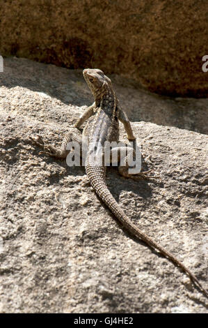 Dumeril's Madagascar Swift Iguana Stock Photo