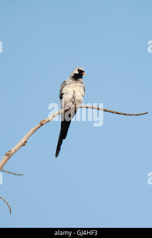 Namaqua dove Oena capensis aliena Madagascar Stock Photo