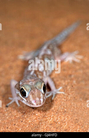 Ocelot Gecko Paroedura pictus Madagascar Stock Photo