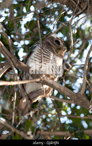 White Browed Owl Ninox superciliaris Madagascar Stock Photo