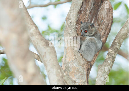 Lesser Weasel Lemur Lepilemur ruficaudatus Stock Photo