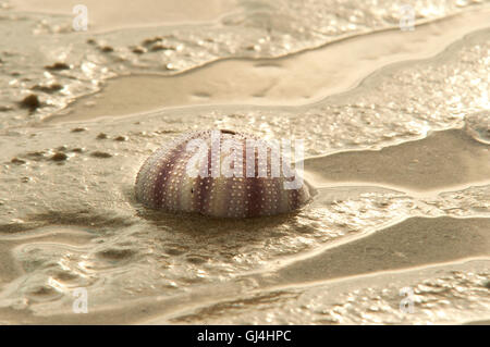 Sea Urchin Shell Madagascar Stock Photo