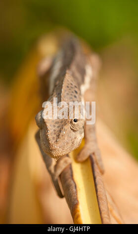 Warty chameleon Furcifer verrucosus Madagascar Stock Photo