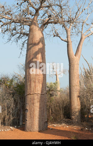 Boabab Tree Adansonia rubrostipa Stock Photo