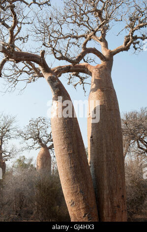 Boabab Tree Adansonia rubrostipa Stock Photo