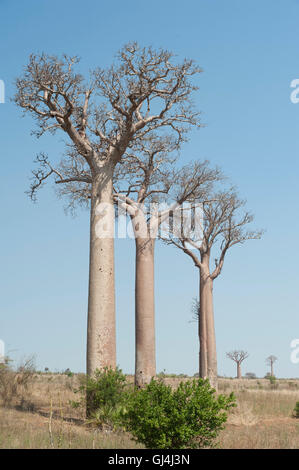 Baobab Tree Adansonia za Madagascar Stock Photo