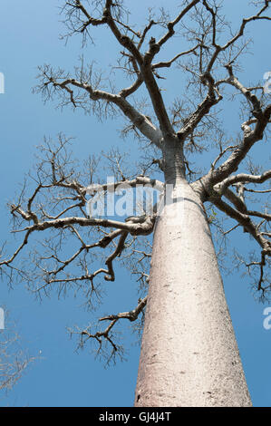 Baobab Tree Adansonia za Madagascar Stock Photo