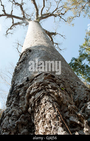 Baobab Tree Adansonia za Madagascar Stock Photo