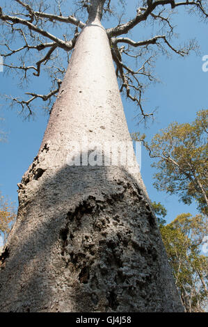 Baobab Tree Adansonia za Madagascar Stock Photo