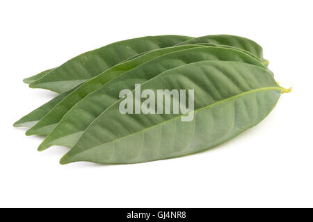 Daun Salam known as the Indonesian Bay Leaf; non sharpened file Stock Photo