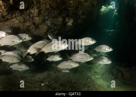 Cortez Sheltered Grunts Stock Photo