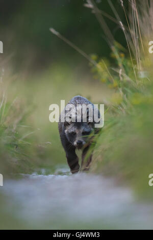 Raccoon dog (Nyctereutes procyonoides), young animal on the forest road. Stock Photo
