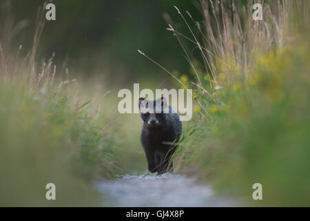 Raccoon dog (Nyctereutes procyonoides), young animal on the forest road. Stock Photo