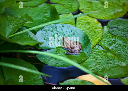 Frog sitting on top of a Lilly Pad in a pond Stock Photo