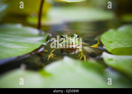 Close-up of a frog floating beside some lily pads Stock Photo