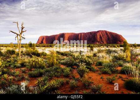 View of Uluru at sunrise in the Uluru-Kata Tjuta National Park. Stock Photo