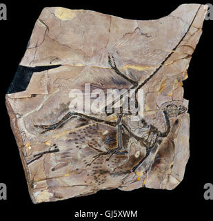 Anchiornis huxleyi fossil, feathered bird-like dinosaur from late Jurassic, 161-151 mya, Liaoning, China.  See description Stock Photo