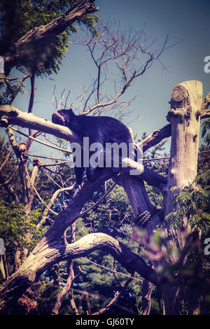 Andean black bear sleeping on tree branch.  Durrell Wildlife Park. Stock Photo