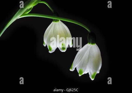 Glowing Snowdrop flowers isolated on black background Stock Photo