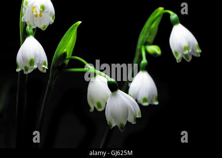 Glowing Snowdrop flowers isolated on black background Stock Photo