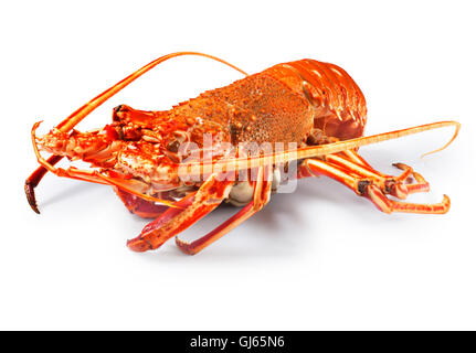 Crayfish Stock Photo