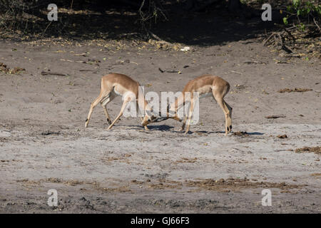 Impala Aepyceros melampus with their horns locked and fighting Stock Photo
