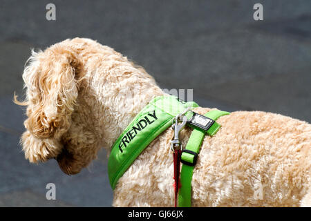 Golden Labrador with a friendly collar displayed, Southport Flower Show, 2016. Stock Photo