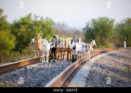 Goats wait on the Chepe train tracks near the station in El Fuerte, Sinaloa, Mexico. Stock Photo
