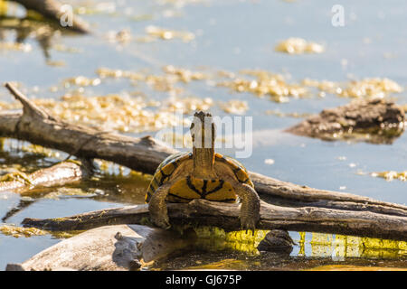 Old Red-eared Slider, (Trachemys scripta elegans), Rio Grande Nature Center State Park, Albuquerque, New Mexico, USA. Stock Photo