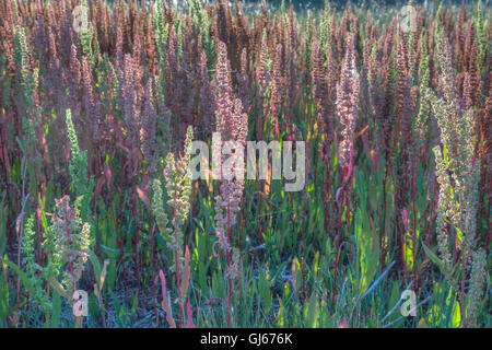 Curly Dock, (Rumex crispus), Bosque del Apache National Wildlife Refuge, New Mexico, USA. Stock Photo