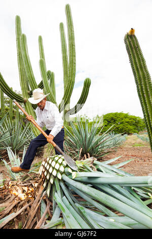 Don Quirino, A Jimador, Harvests The "piña" Of A Blue Agave Cactus At ...