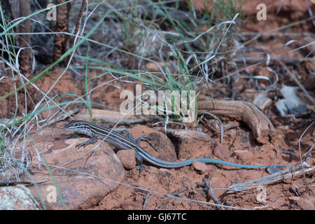 Plateau Striped Whiptail, (Aspidoscelis velox), Bell Trail near Sedona, Arizona, USA. Stock Photo