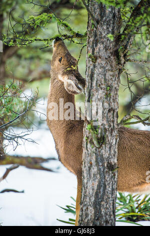 Elk feeding in winter Stock Photo