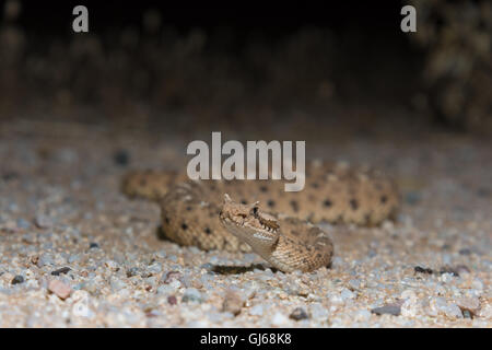 Sonoran Sidewinder, (Crotalus cerastes cercobombus), near Florance, Arizona, USA. Stock Photo