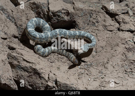 Southwestern Speckled Rattlesnake, (Crotalus mitchellii pyrrhus), Phoenix, Maricopa co., Arizona, USA. Stock Photo