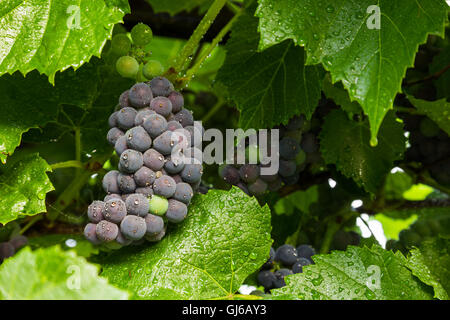 A cluster of wine grapes ripening on the vine. Stock Photo