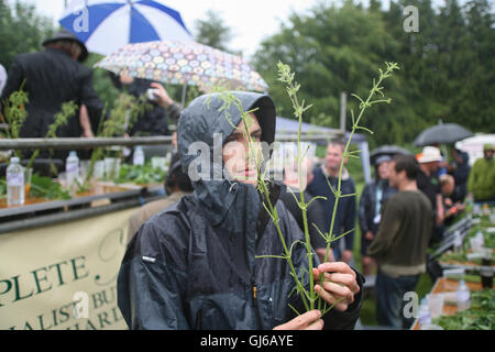 At the World Stinging Nettle Eating Championship and Beer Festival. Held annually in June at The Bottle Inn, Marshwood, Dorset,  Stock Photo