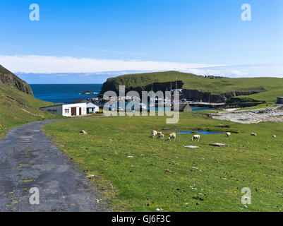 dh  FAIR ISLE SHETLAND Sheep flock grazing North Haven Bu Ness scotland isles buness
