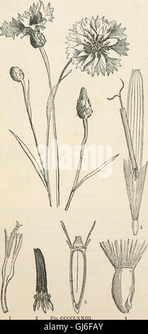 The vegetable kingdom - or, The structure, classification, and uses of plants, illustrated upon the natural system (1846) Stock Photo