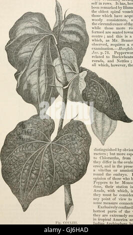 The vegetable kingdom - or, The structure, classification, and uses of plants, illustrated upon the natural system (1846) Stock Photo